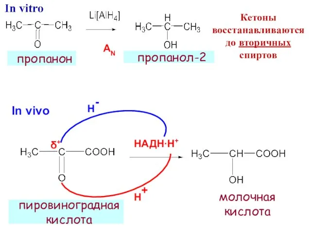 НАДН∙Н+ Н- Н+ In vivo пировиноградная кислота δ+ пропанол-2 пропанон