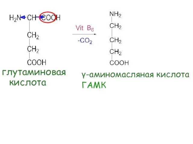 γ-аминомасляная кислота ГАМК глутаминовая кислота