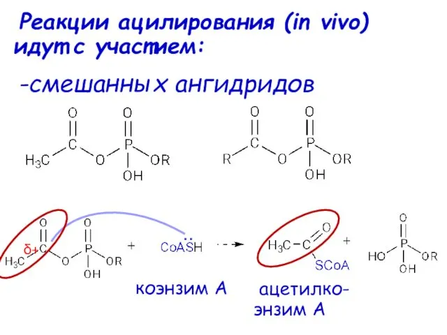 Реакции ацилирования (in vivo) идут с участием: -смешанных ангидридов δ+ .. ацетилко- энзим А коэнзим А