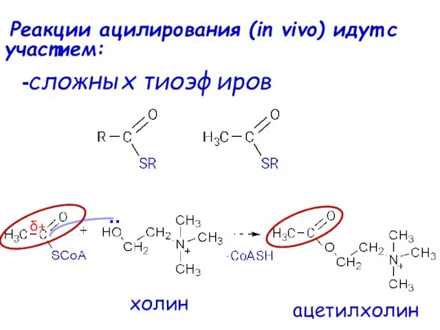 Реакции ацилирования (in vivo) идут с участием: -сложных тиоэфиров .. δ+ холин ацетилхолин