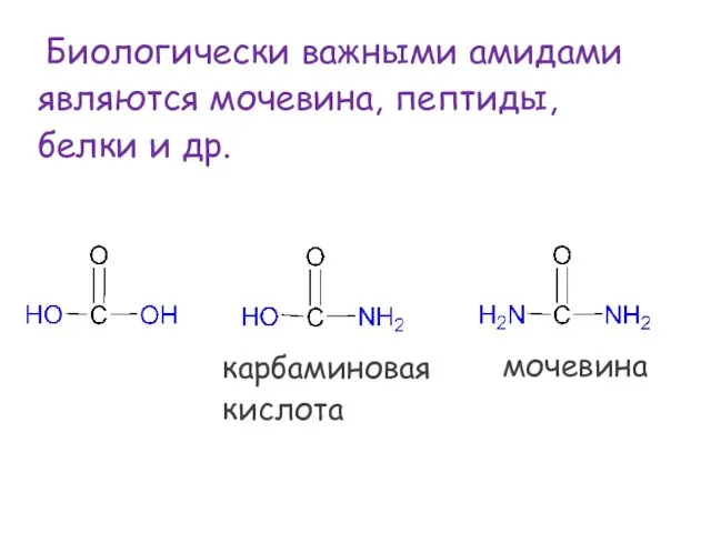 Биологически важными амидами являются мочевина, пептиды, белки и др. карбаминовая кислота мочевина