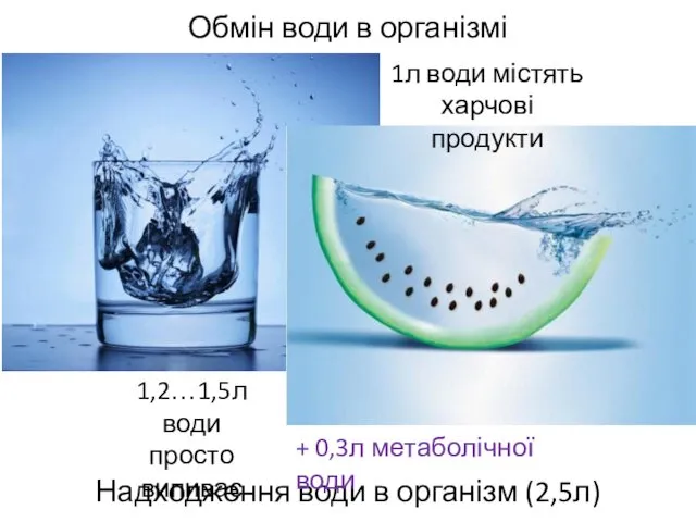 Обмін води в організмі Надходження води в організм (2,5л) 1,2…1,5л води просто випиває