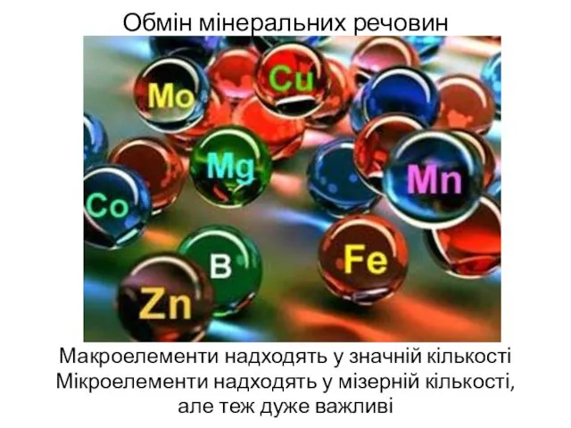 Обмін мінеральних речовин Макроелементи надходять у значній кількості Мікроелементи надходять