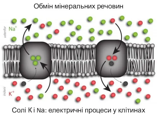 Обмін мінеральних речовин Солі К і Nа: електричні процеси у клітинах
