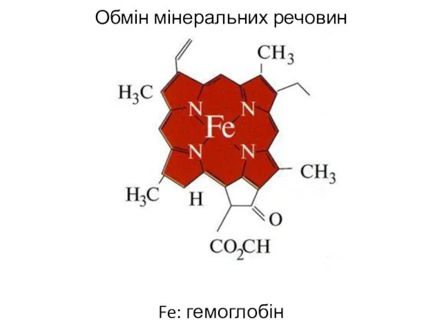 Обмін мінеральних речовин Fe: гемоглобін