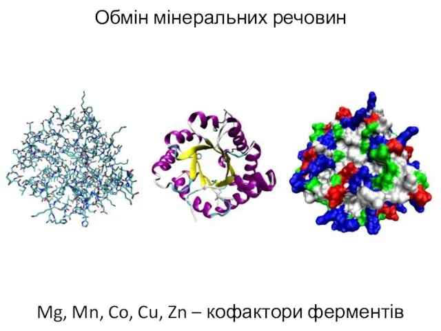 Обмін мінеральних речовин Mg, Mn, Co, Cu, Zn – кофактори ферментів