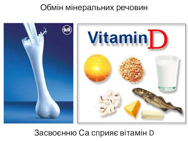 Обмін мінеральних речовин Засвоєнню Са сприяє вітамін D