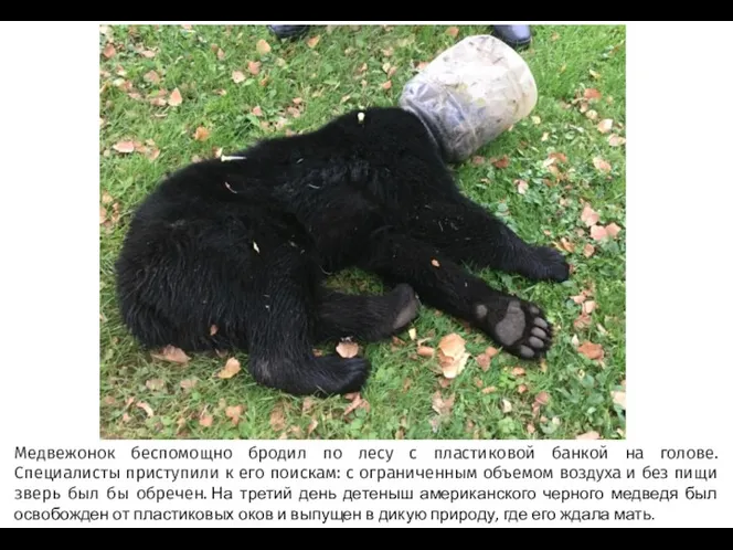 Медвежонок беспомощно бродил по лесу с пластиковой банкой на голове.