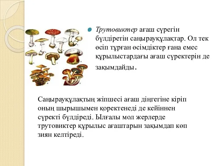 Трутовиктер ағаш сүрегін бүлдіретін саңырауқұлақтар. Ол тек өсіп тұрған өсімдіктер