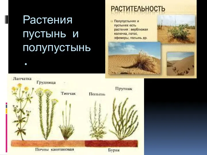 Растения пустынь и полупустынь.