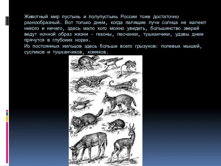 Животный мир пустынь и полупустынь России тоже достаточно разнообразный. Вот