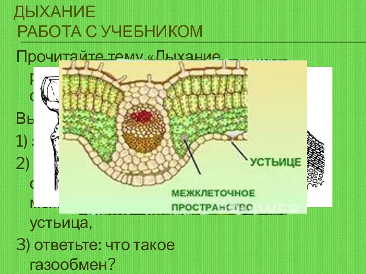 ДЫХАНИЕ РАБОТА С УЧЕБНИКОМ Прочитайте тему «Дыхание растений» в учебнике