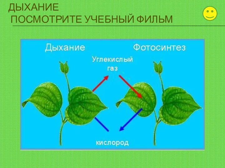 ДЫХАНИЕ ПОСМОТРИТЕ УЧЕБНЫЙ ФИЛЬМ