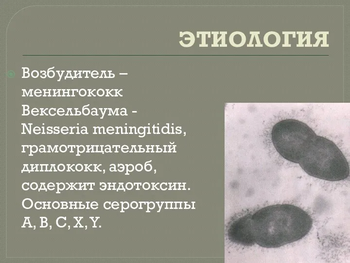 ЭТИОЛОГИЯ Возбудитель – менингококк Вексельбаума - Neisseria meningitidis, грамотрицательный диплококк,