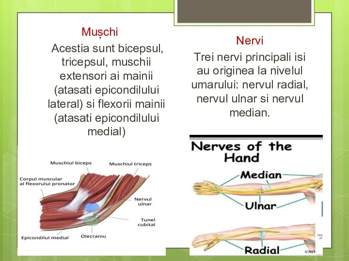 Mușchi Acestia sunt bicepsul, tricepsul, muschii extensori ai mainii (atasati