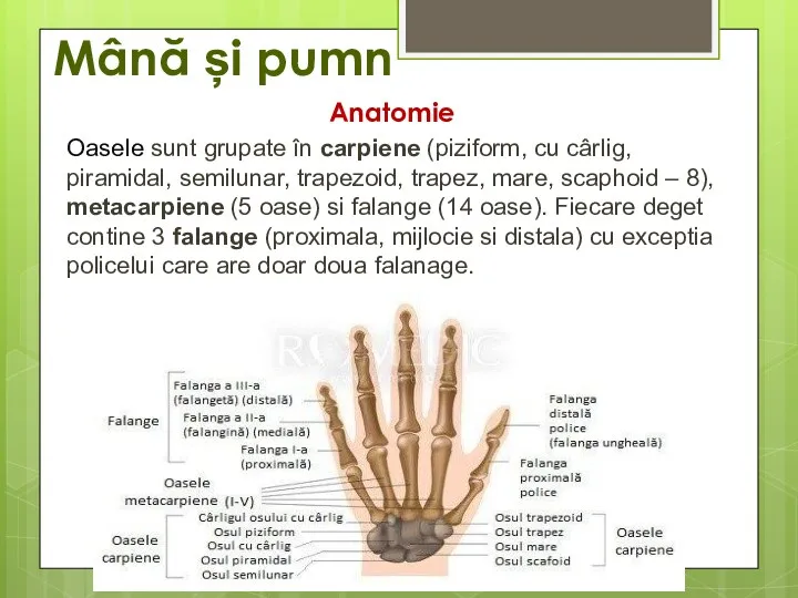 Mână și pumn Anatomie Oasele sunt grupate în carpiene (piziform,