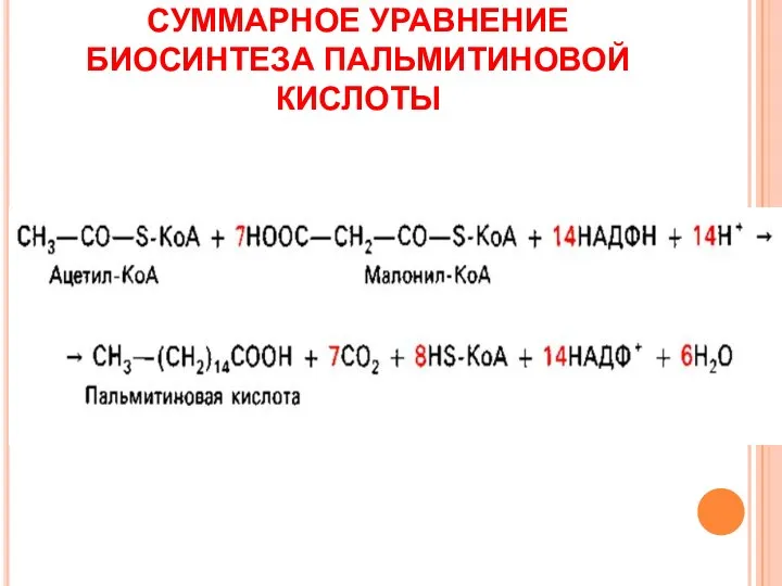 СУММАРНОЕ УРАВНЕНИЕ БИОСИНТЕЗА ПАЛЬМИТИНОВОЙ КИСЛОТЫ