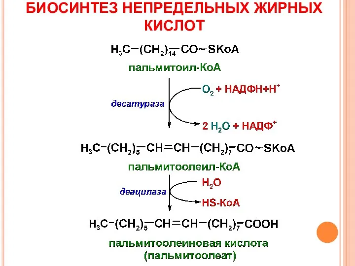 БИОСИНТЕЗ НЕПРЕДЕЛЬНЫХ ЖИРНЫХ КИСЛОТ