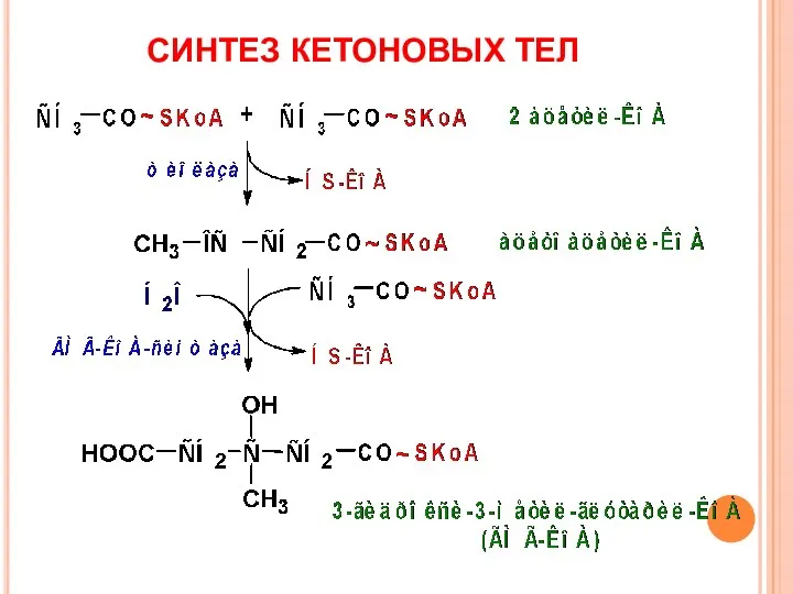 СИНТЕЗ КЕТОНОВЫХ ТЕЛ