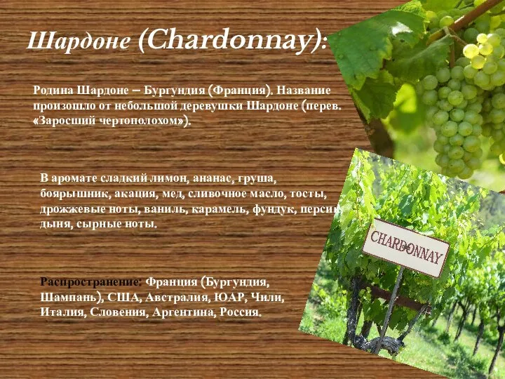 Шардоне (Chardonnay): Родина Шардоне – Бургундия (Франция). Название произошло от небольшой деревушки Шардоне