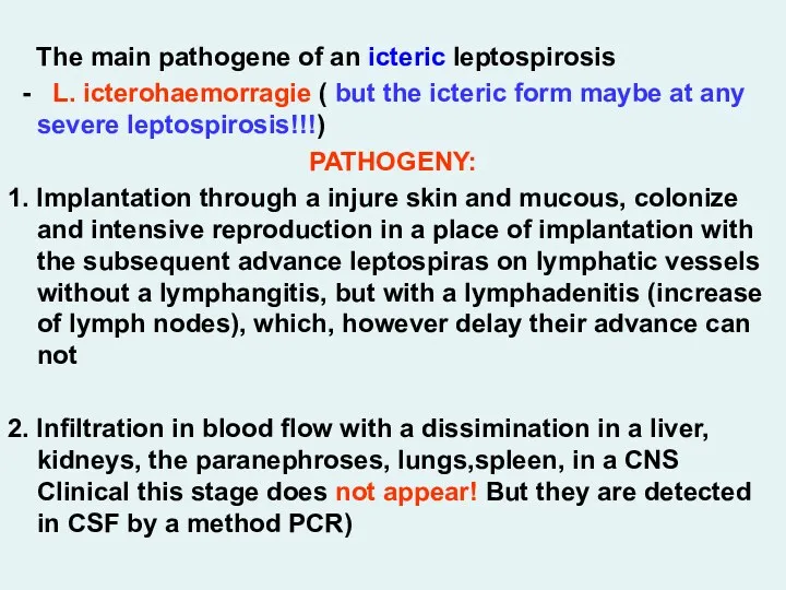 The main pathogene of an icteric leptospirosis - L. icterohaemorragie ( but the