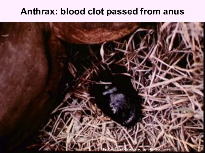 Anthrax: blood clot passed from anus http://pathmicro.med.sc.edu/ghaffar/zoonoses.htm