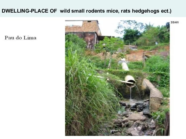 DWELLING-PLACE OF wild small rodents mice, rats hedgehogs ect.)