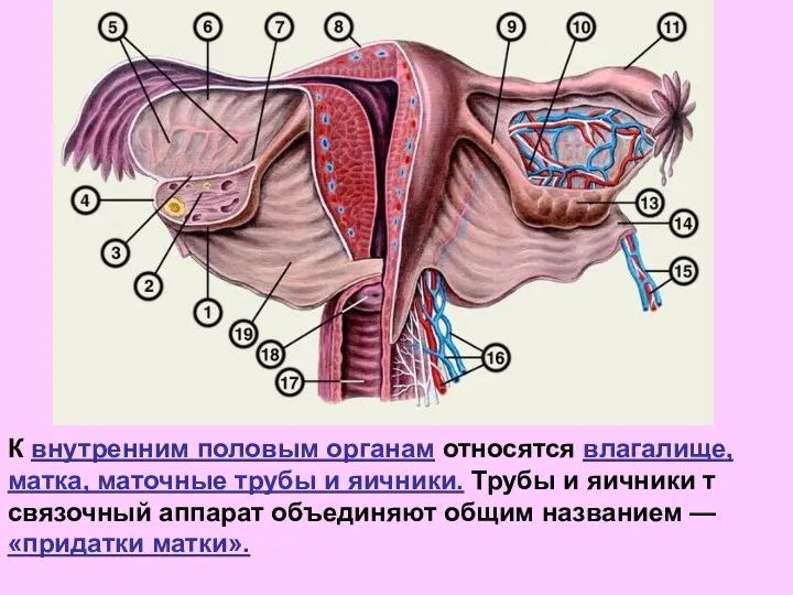 К внутренним половым органам относятся влагалище, матка, маточные трубы и