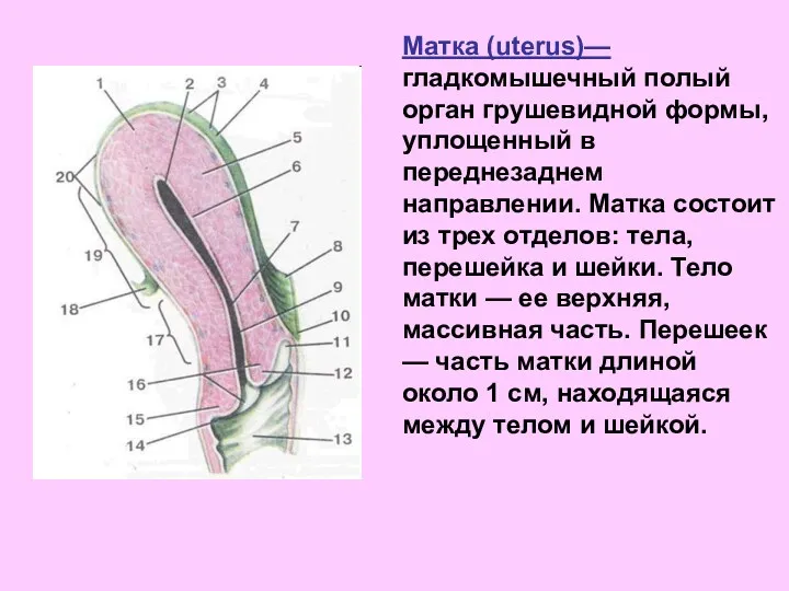 Матка (uterus)—гладкомышечный полый орган грушевидной формы, уплощенный в переднезаднем направлении.
