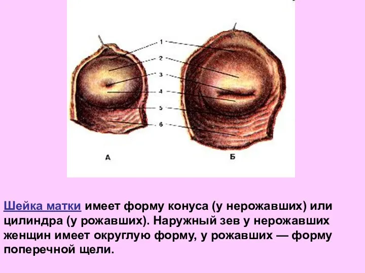 Шейка матки имеет форму конуса (у нерожавших) или цилиндра (у