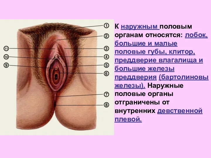 К наружным половым органам относятся: лобок, большие и малые половые
