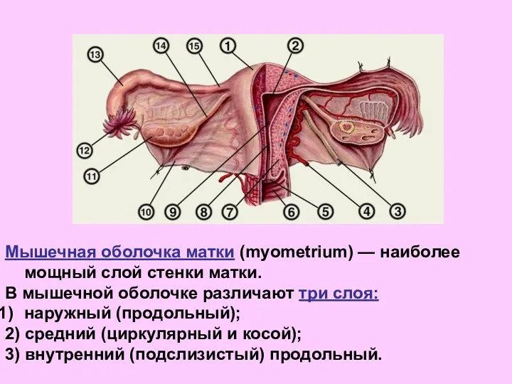 Мышечная оболочка матки (myometrium) — наиболее мощный слой стенки матки.