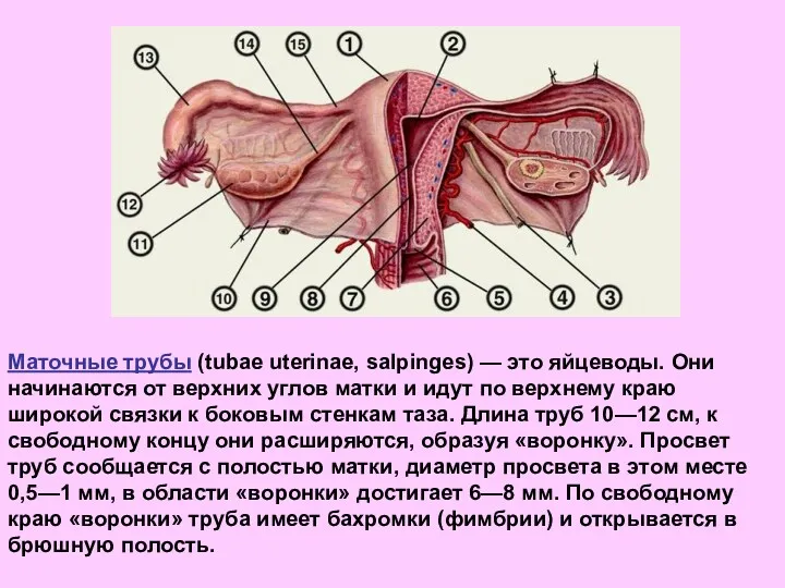 Маточные трубы (tubae uterinae, salpinges) — это яйцеводы. Они начинаются