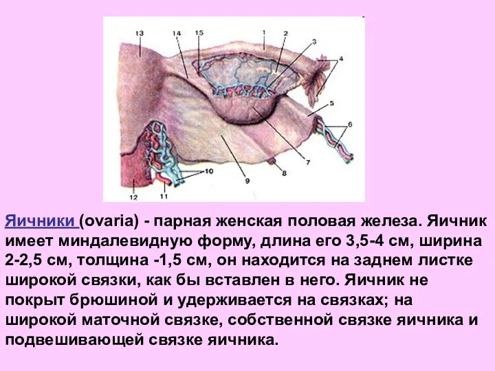 Яичники (ovaria) - парная женская половая железа. Яичник имеет миндалевидную