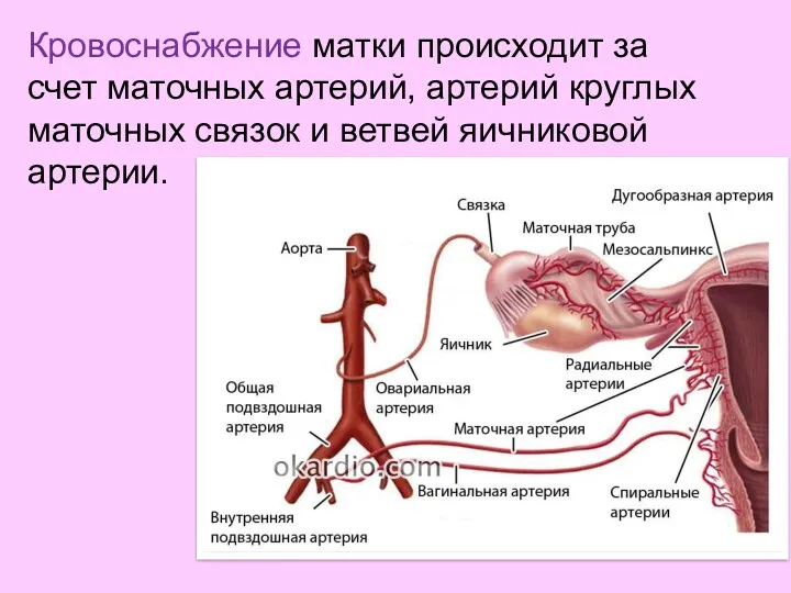Кровоснабжение матки происходит за счет маточных артерий, артерий круглых маточных связок и ветвей яичниковой артерии.
