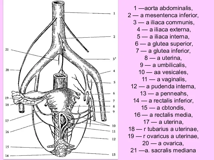 1 —aorta abdominalis, 2 — a mesentenca inferior, 3 —