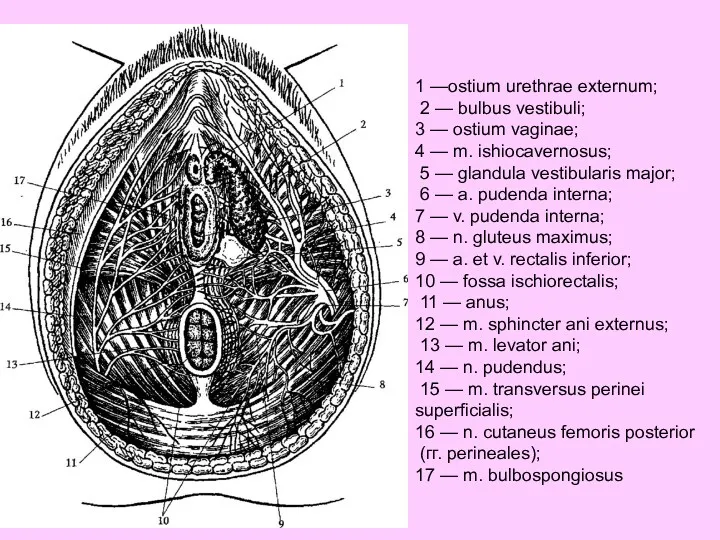 1 —ostium urethrae externum; 2 — bulbus vestibuli; 3 —