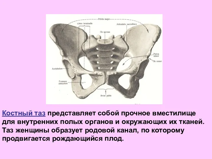 Костный таз представляет собой прочное вместилище для внутренних полых органов