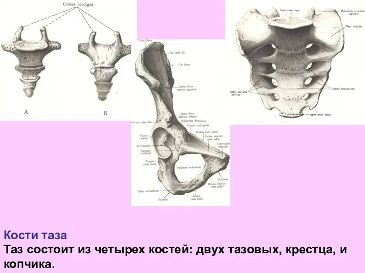 Кости таза Таз состоит из четырех костей: двух тазовых, крестца, и копчика.
