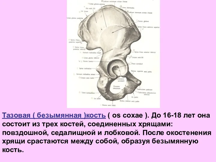 Тазовая ( безымянная )кость ( os coxae ). До 16-18