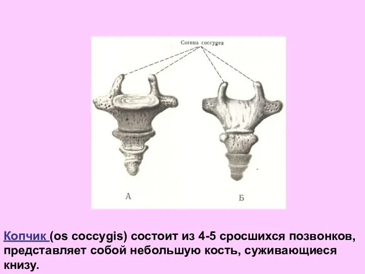 Копчик (os coccygis) состоит из 4-5 сросшихся позвонков, представляет собой небольшую кость, суживающиеся книзу.