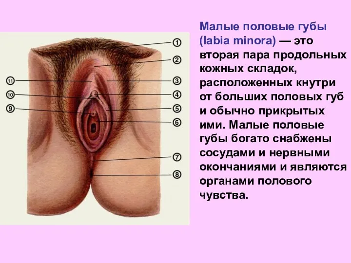 Малые половые губы (labia minora) — это вторая пара продольных