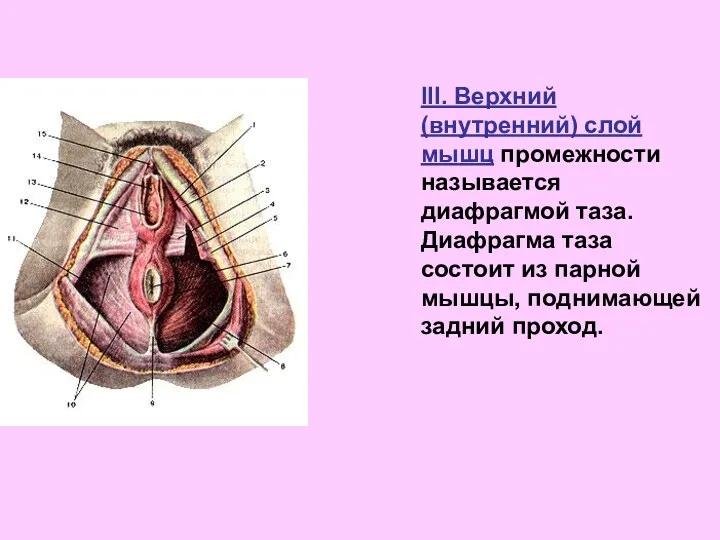III. Верхний (внутренний) слой мышц промежности называется диафрагмой таза. Диафрагма