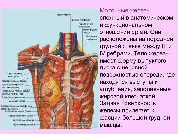 Молочные железы — сложный в анатомическом и функциональном отношении орган.