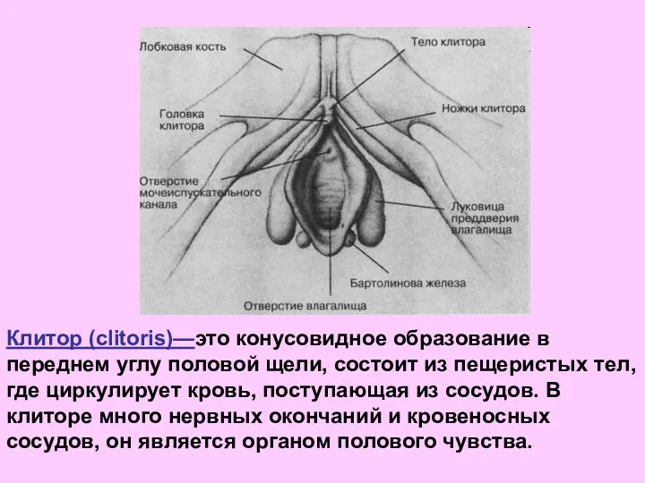 Клитор (clitoris)—это конусовидное образование в переднем углу половой щели, состоит