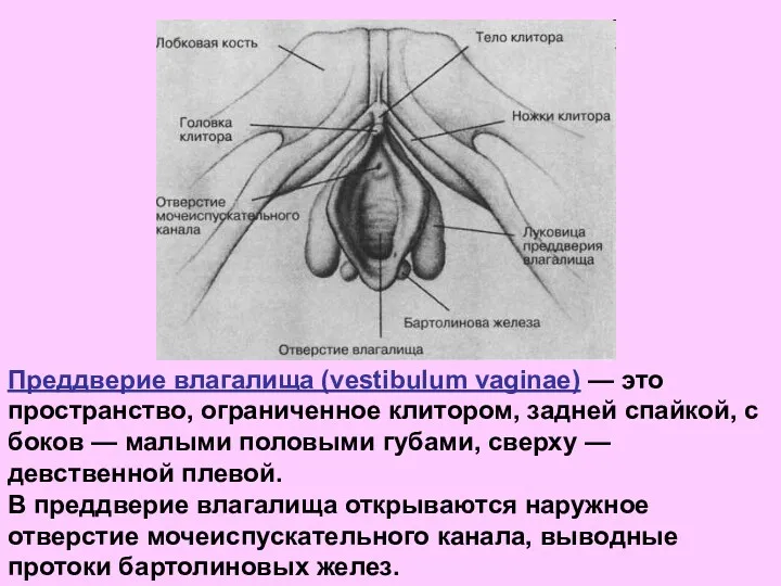 Преддверие влагалища (vestibulum vaginae) — это пространство, ограниченное клитором, задней