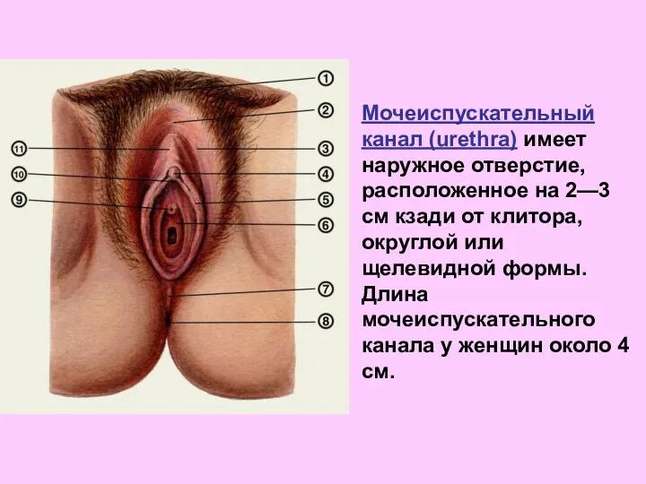 Мочеиспускательный канал (urethra) имеет наружное отверстие, расположенное на 2—3 см