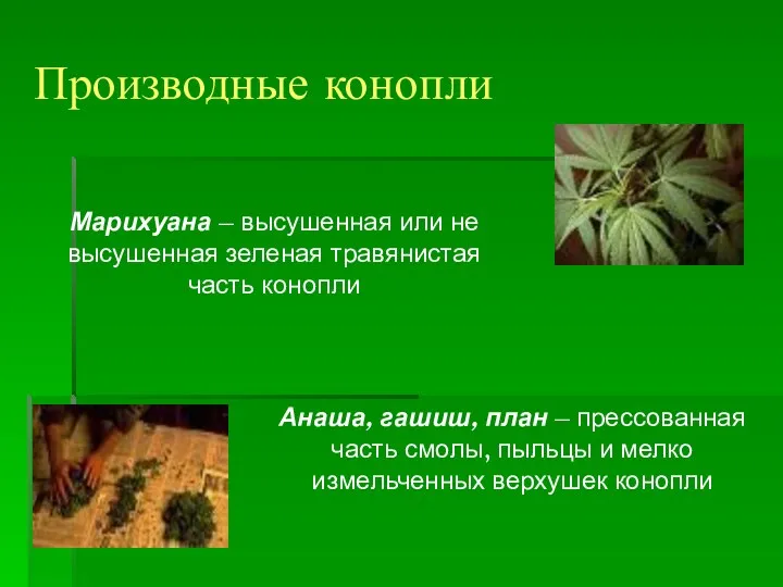 Производные конопли Марихуана – высушенная или не высушенная зеленая травянистая
