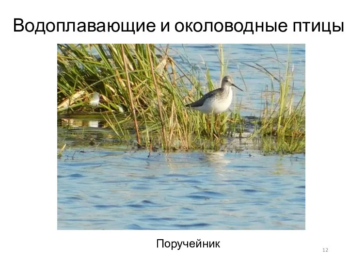 Водоплавающие и околоводные птицы Поручейник