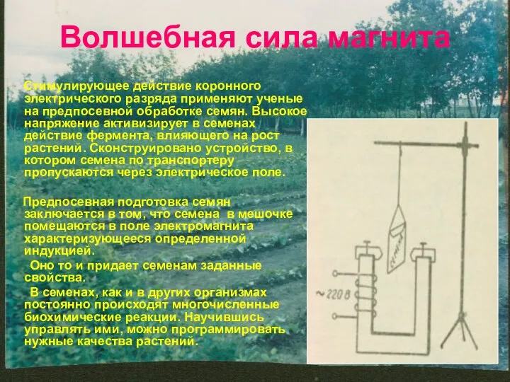 Волшебная сила магнита Стимулирующее действие коронного электрического разряда применяют ученые